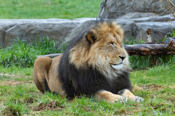 male lion laying in grass in front of rocks