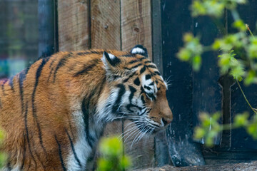 side profile of sad tiger face