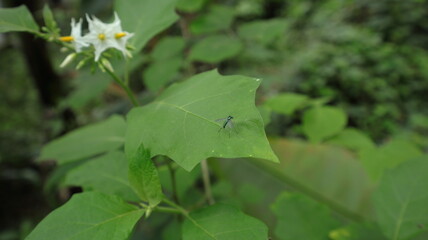 A metallic green long legged fly on top of a pea eggplant leaf