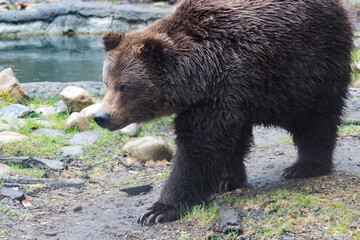grizzly bear walking in front of lake