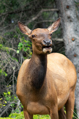 female elk close up, mouth open