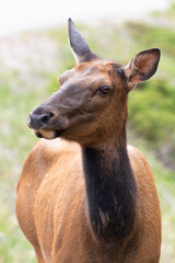 portrait of female elk, closeup of face with blurred background