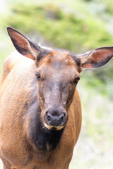 Naklejka na ściany i meble female elk closeup of face and ears with blurred green background