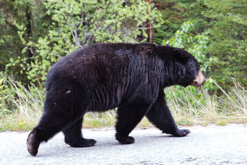 Fototapeta premium black bear walking down road in front of green trees, side profile, full body