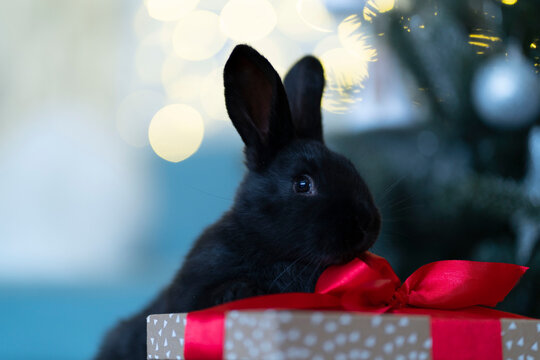 A black rabbit sits near a Christmas tree on a gift box