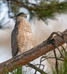 coopers hawk in the tree
