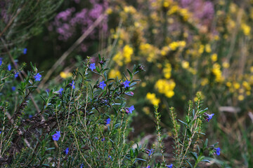 Creeping gromwell blue-purplish flower