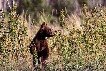cinnamon black bear cub standing on back feet looking to the side © Amy