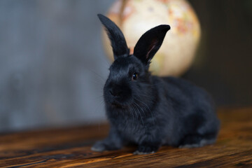 A black rabbit sits in front of a globe and looks into the camera