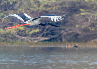 Black neck stork flying over a lake