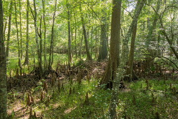 Cypress knees and trees at Poe Springs State park, Gilcrest County, Florida