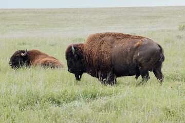 A closeup shot of two bisons on a green meadow