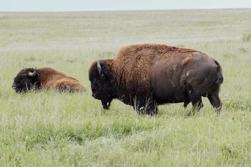 Deurstickers A closeup shot of two bisons on a green meadow © Evan16/Wirestock