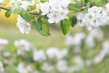 Blurred abstract background with apple flowers in the foreground. Spring concept.
