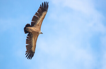 Gyps fulvus - Griffon vulture - Prirn mountains