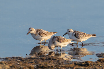 Sanderling - Calidris alba