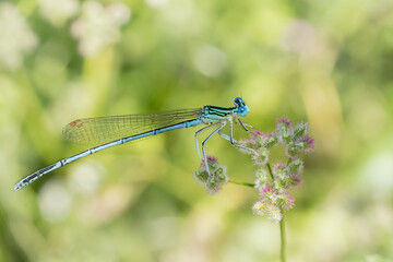 Blue featherleg - Platycnemis pennipes