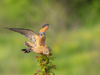 Couple of Lesser kestrel mating - Falco naumanni