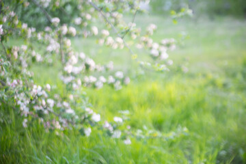 Blurred abstract background from a blossoming apple tree against a green meadow. Spring concept.
