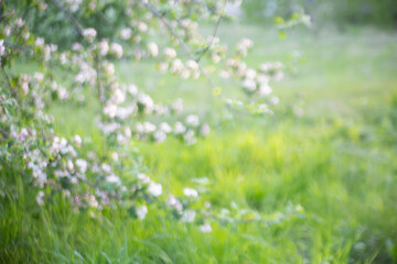 Fototapeta premium Blurred abstract background from a blossoming apple tree against a green meadow. Spring concept.
