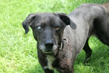 Portrait of a black dog with a white eye against a background of green grass. He is an old dog rescued from a shelter.