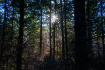 Auvergne wild forest, fir trees against the light and rays of sunshine