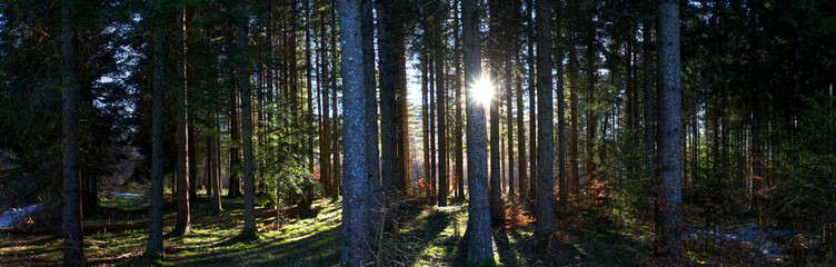 panoramic view in the wild forest of Auvergne, fir trees against the light and rays of sunshine
