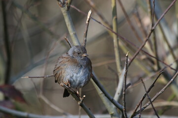 Accenteur mouchet, prunella modularis, Dunnock - 2022 01 15 1226 - Yonne 0168