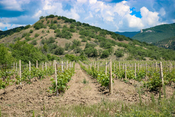 Fototapeta na wymiar Vineyard in a picturesque area among the hills.