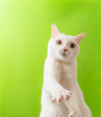 可愛い白猫　グリーン背景