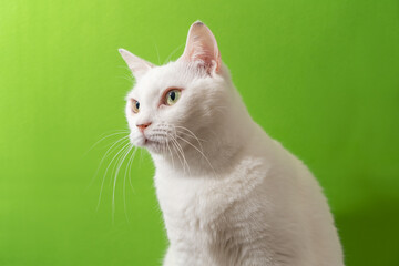 可愛い白猫　グリーン背景