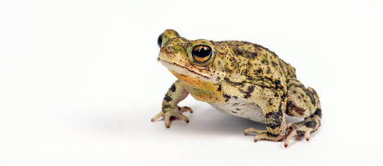 Fototapeta premium Granular toad // Körnerkröte (Rhinella granulosa)