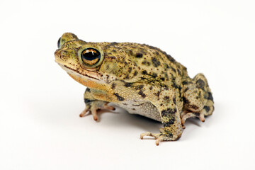 Granular toad // Körnerkröte (Rhinella granulosa)