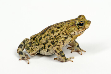 Obraz premium Granular toad // Körnerkröte (Rhinella granulosa)