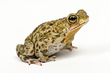Granular toad // Körnerkröte (Rhinella granulosa)