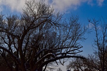 Snow Fall and Tree Landscapes, Canyon, Texas, January 2022.