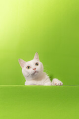 Fototapeta na wymiar 手をあげている可愛い白猫　グリーン背景