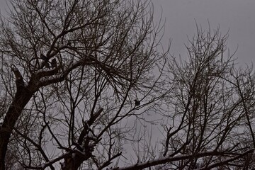 Snow Fall and Tree Landscapes, Canyon, Texas, January 2022.
