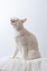 可愛い白猫　白背景　毛づくろい
