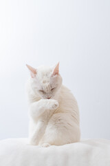 Fototapeta na wymiar 可愛い白猫　白背景　毛づくろい