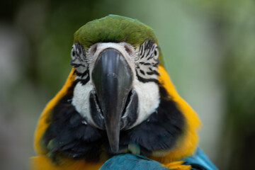 blue and yellow macaw