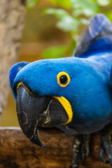 blue and yellow macaw