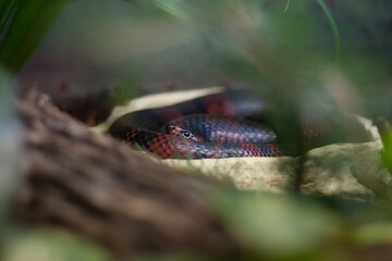 black and red snake hiding