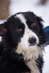 bernese mountain dog