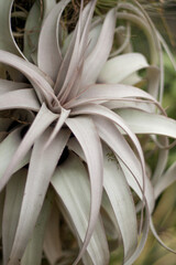 close up of sage green plant