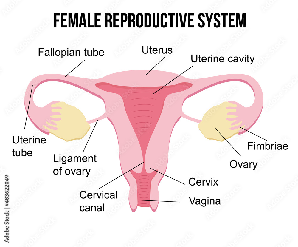 Wall mural Flat cartoon infographics, healthy female reproductive system on white background, human internal female organs, health concept. Uterus, vagina. reproductive system. Gynecologist poster