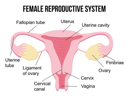 Flat cartoon infographics, healthy female reproductive system on white background, human internal female organs, health concept. Uterus, vagina. reproductive system. Gynecologist poster
