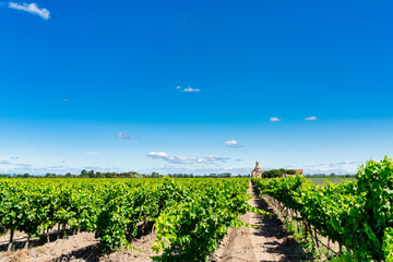 rural landscape of vineyard fields in Roussillon in southern France. - obrazy, fototapety, plakaty