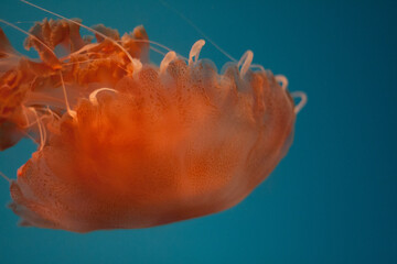 orange jellyfish in aquarium © Sally