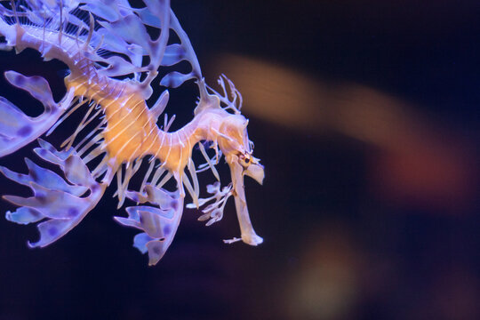 leafy sea dragon in aquarium